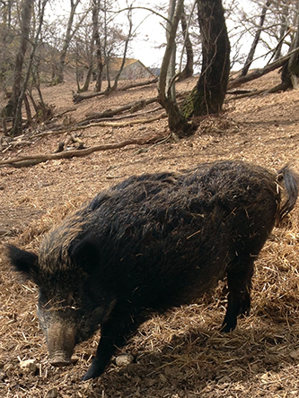 Umberto il cinghiale