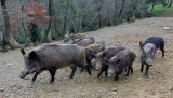 - Benjamin in der Toscana