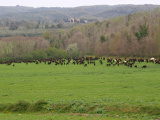 OLYMPUS DIGITAL CAMERA - Bernhard, le welsch